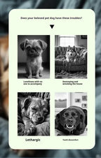 Interactive Sound Ball for Dogs & Cats – Squeaky Chew Toy for Boredom, Training & Play